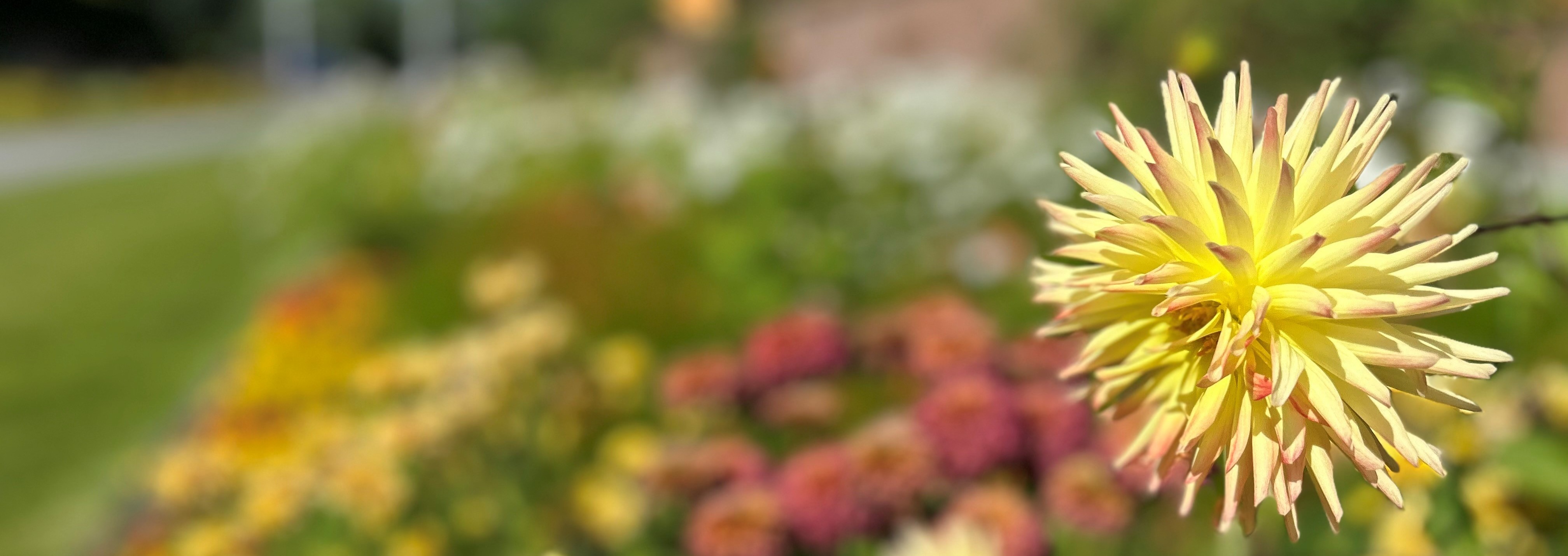 Gul blomma i rabatt